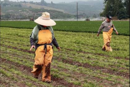 Whashington será de los más afectados por la baja de salarios de trabajadores agrícolas
