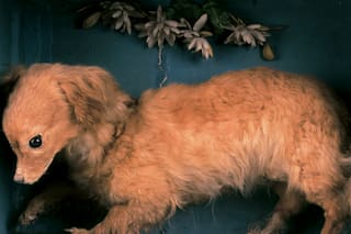 La historia del "perro cocinero", un insólito ejemplar olvidado