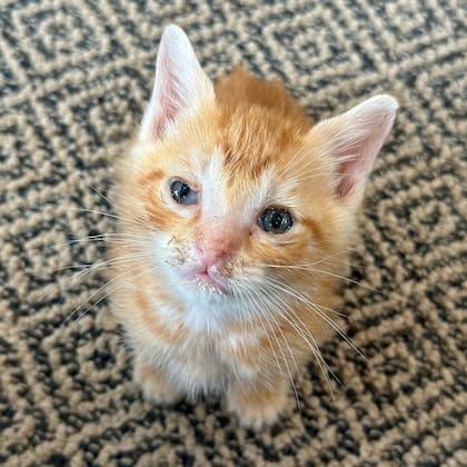 Whisper el nuevo integrante del hogar de Mery
(Foto: @my_aussie_gal)