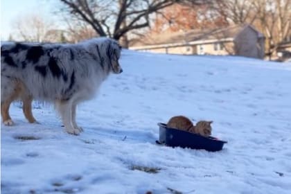 Whisper y Promise jugando en la nieve
(Foto: captura de pantalla)