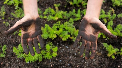 William Bailey muestra sus manos después de la siembra en la granja de Kajodlingen en Gotemburgo