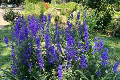 William Robinson tuvo la previsión de reconocer que, cuando se trata de nuestros jardines, es mucho más prudente ceder el control que imponer diseños rígidos al paisaje