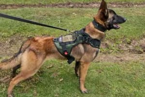 La curiosa estrategia de las Fuerzas Armadas de Colombia para encontrar a Wilson, el perro que participó del milagroso rescate