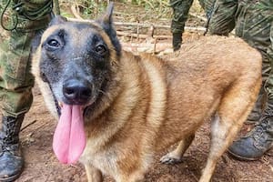 Dan de baja la búsqueda de Wilson, el perro “héroe” que encontró a los niños perdidos en la selva