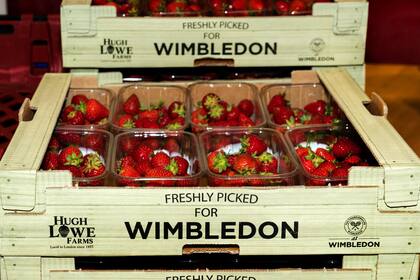 Las tradicionales frutillas de Wimbledon, ya empaquetadas para ser repartidas entre el personal de salud británico. 