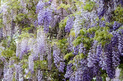 Wisteria sinensis, glicina: si se planta contra una vivienda debe controlarse su crecimiento para detener su avance excesivo