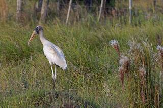Ernest Gibson, el naturalista de la estancia Los Yngleses