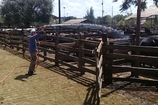 Ola de calor: en el Mercado de Liniers "riegan" las vacas