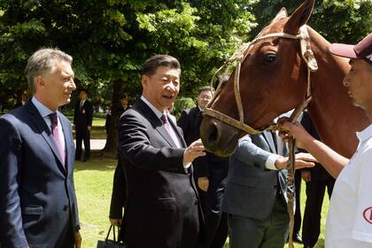 Xi Jinping acaricoa el caballo de polo que le regaló el presidente de Argentina