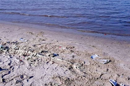 El esqueleto de sirena en la orilla del Río de la Plata
