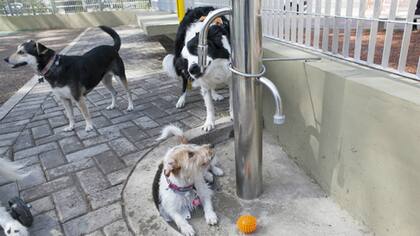 Bebedores y comederos para los perros de la calle forman parte del podio