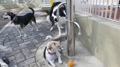 Bebedores y comederos para los perros de la calle forman parte del podio 