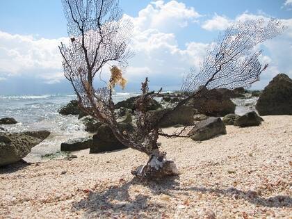 Y encontrás un coral.
