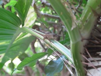 Y una lagartijita de yapa