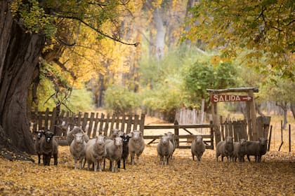 Ya arrancó el otoño