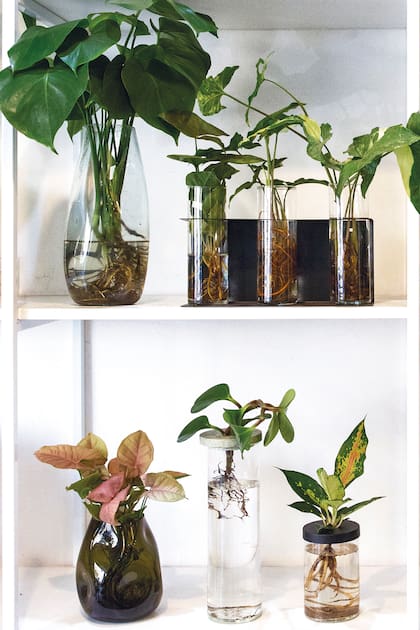 Ya en los floreros podemos no tener más plantas descartables.