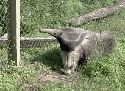 Ya liberaron más de 100 ejemplares rescatados.
