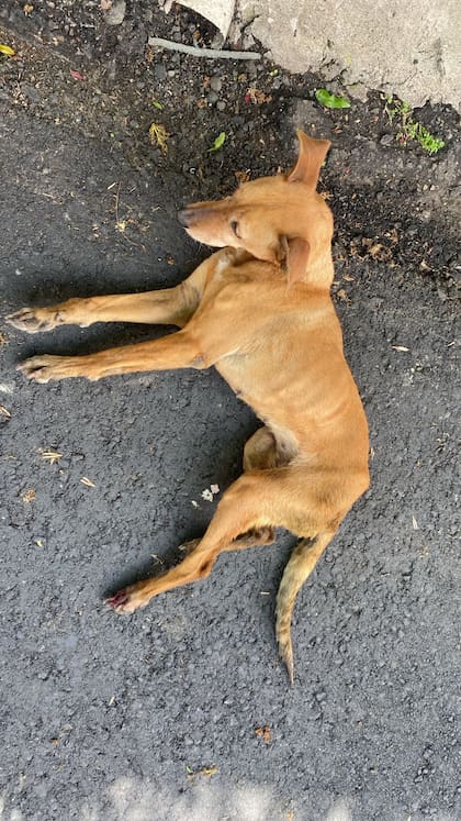 Ya no tiene chances de recuperar la movilidad en sus patas traseras.