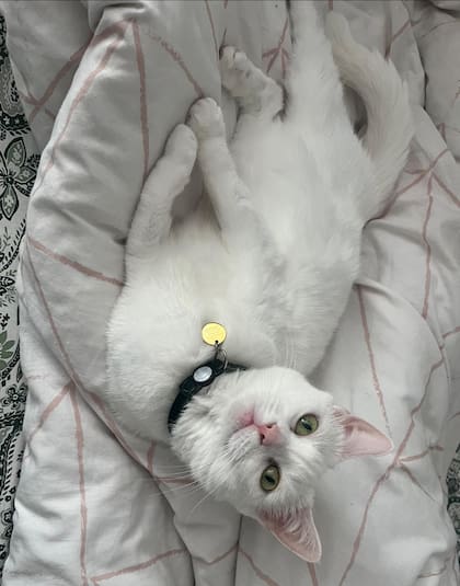 "Ya puedo acariciarle el cuello y la espalda y tomarla en brazos sin miedo a que me arañe o me muerda".