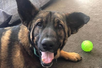 Ya recuperado, Grinch vive con una familia que desea adoptarlo de manera permanente