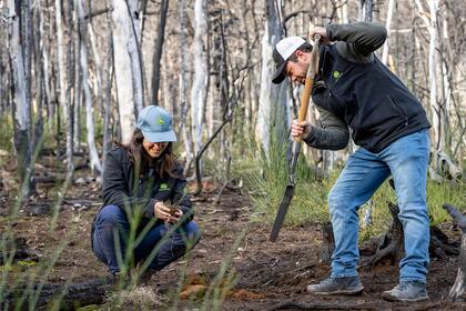 Ya se plantaron este año más de 15.000 árboles, 10 mil de ellos en Cholila, Chubut, de la mano de la ONG ReforestArg.