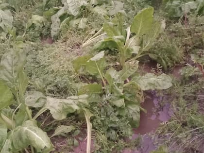 Ya se registraron incrementos de precios