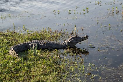 Junto con los carpinchos, los yacarés están entre las las especies más abundantes en los esteros del Iberá.