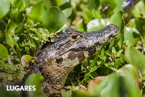 Yacaré en Iberá.