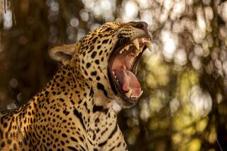 El yaguareté, en peligro: ¿cómo evitar que se extinga?