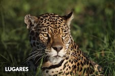 De safari, pero en Argentina: cuáles son las “7 maravillas salvajes” y qué paisajes habitan