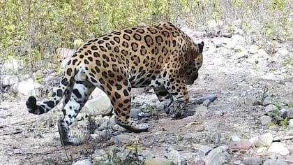 Yaguareté fotografiado en Jujuy