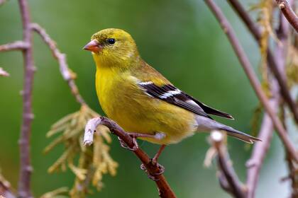 Lo interesante de practicar el avistaje es que inspira a caminar cada vez más lejos de lo normal en busca de nuevos descubrimientos