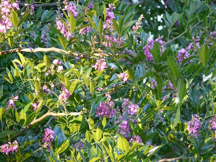 Yerba de bugre (Lonchocarpus nitidus)
