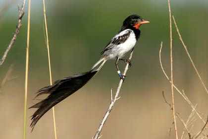 Yetapá de Collar, un ave con cola extravagante (son como dos largas plumas). Habita en los pastizales del noreste del país, en Corrientes, Chaco y Formosa.