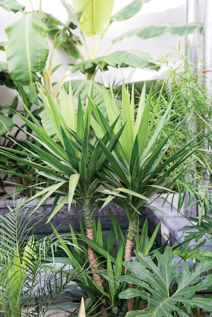 Yucca elephantipe, fácil de cuidar y con porte interesante