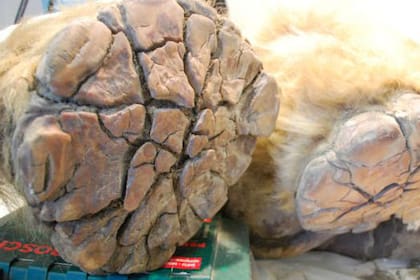 Yuka caminó en las tierras heladas de Siberia hace 28.000 años