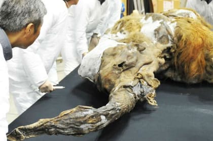 Yuka, un mamut bebé, fue hallado en 2011 perfectamente preservado en el permafrost de Siberia