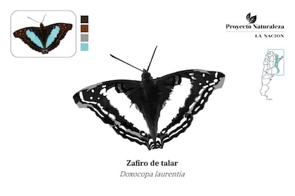 Zafiro común