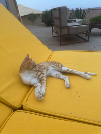 Zahra apareció con signos de desnutrición pero con un carácter juguetón