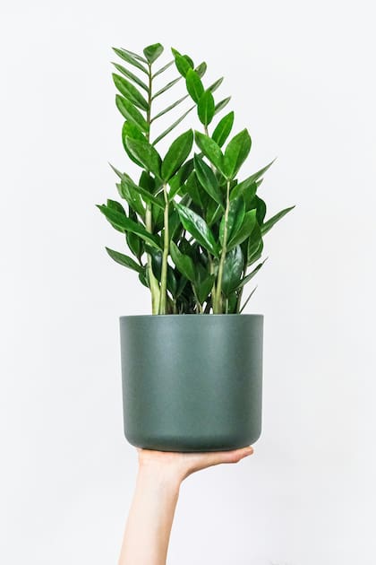 Zamioculca es una planta ideal para quienes no quieren estar preocupados por el riego