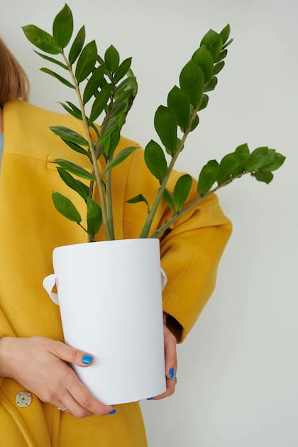 Zamioculca: su capacidad para prosperar con luz mínima la convirtió en una de las favoritas para oficinas y departamentos