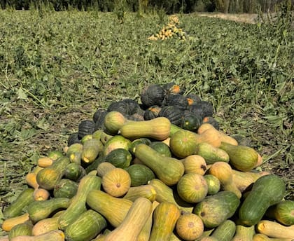 Zapallo, maíz, cebolla y alfalfa estuvieron entre los cultivos más afectados