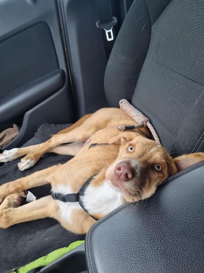 Zena se convirtió en una “hermosa dama” muy querida por todos en el refugio.