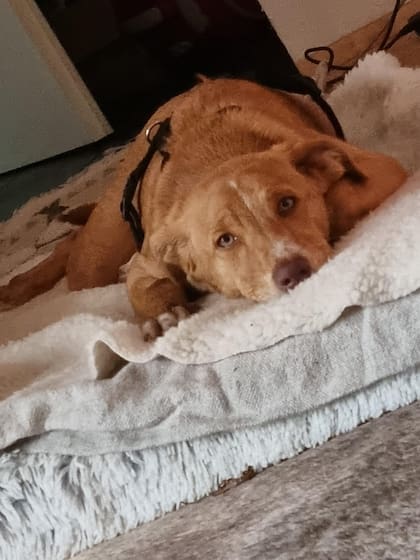 Zena se reveló como una perrita increíblemente valiente y con una voluntad inquebrantable.