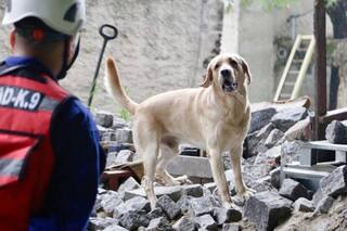 Zeus, el perro que busca, nada y vuela para rescatar a vecinos ante una emergencia