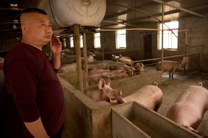 Zhang Shuai, encargado de la cría de cerdos en una granja en Panggezhuang, observa los animales