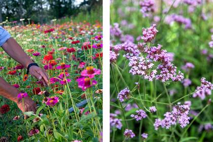 Zinnias y verbenas: sembrar anuales revitaliza canteros y atraer polinizadores