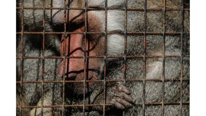 Un babuino dentro de su jaula