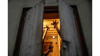 Shaki, de izquierda a derecha, Ciro y Buddy, miran desde su recinto de jirafas