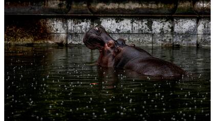 Guille, el hipopótamo, sumergido en un charco de agua en su recinto en el antiguo zoológico de la ciudad
